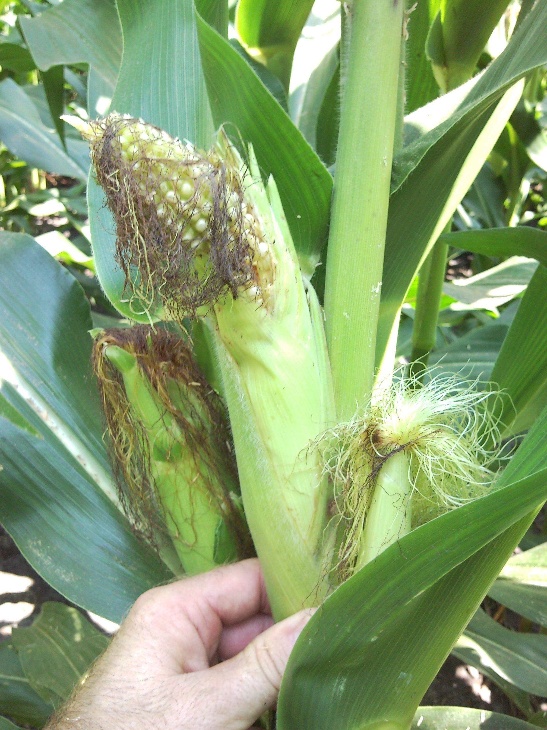 Stink Bugs in Corn | NC State Extension