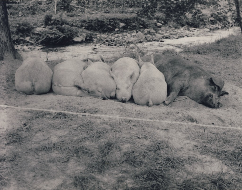 Conleys Creek - A contented family of hogs. September 1976 (Swain County Soil & Water picture)