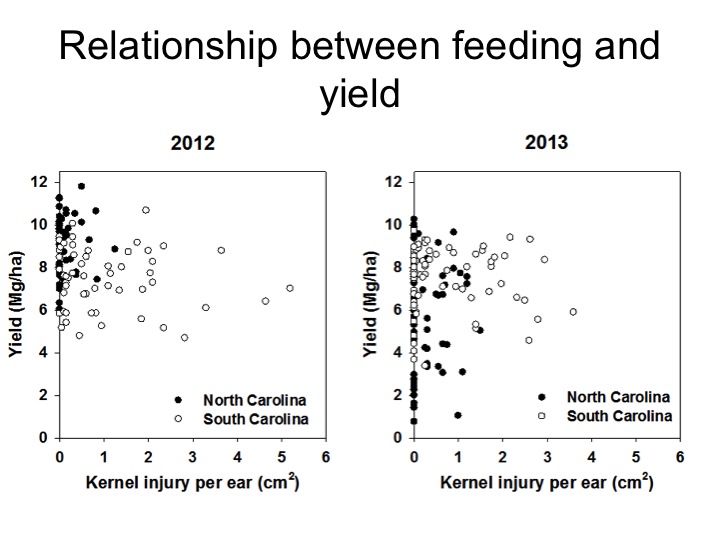 As corn earworm injury increases (measured by centimeters of kernels consumed), yield does not decrease at densities of corn earworm that are encountered in timely-planted corn. Yield in this graph is reported as metric units, rather than the US standard of bushels/A.