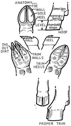 Goat Hoof Trimming