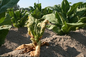 TSWV infected plant. Photo: Hannah Burrack