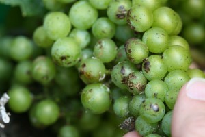 Grape cluster with mealybugs and sooty mold. Photo: Hannah Burrack