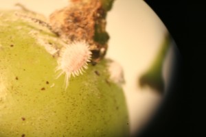 Grape mealybug on the surface of a fruit. Photo: Hannah Burrack