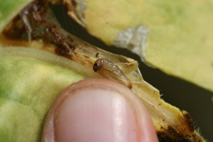 Tobacco splitworm larvae in opened mine. Photo: Hannah Burrack