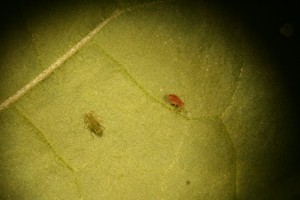 Green (left) and red (right) color morphs of green peach aphids. Photo: Alejandro Merchan
