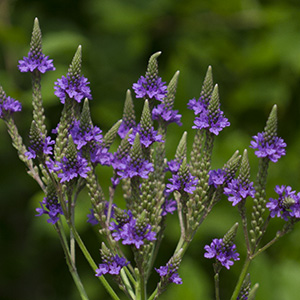 Verbena hastata