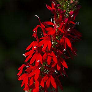 Cardinal flower