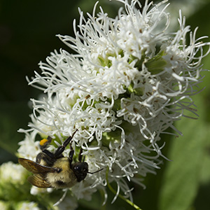 Liatris spicata 'Alba'