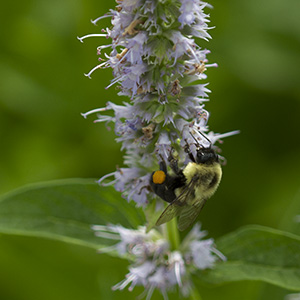 Agastache x 'Blue Fortune'