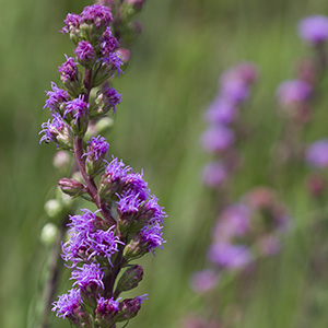 Liatris ligulistylis