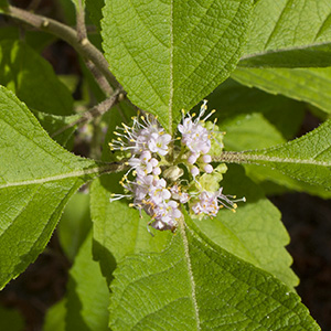 Callicarpa americana