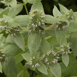 Short-toothed mountain mint