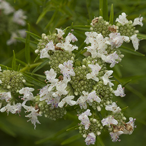 Narrow-leaf mountain mint