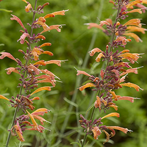 Agastache rupestri