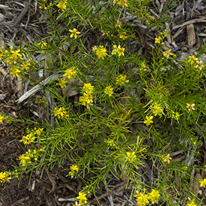 Hypericum lloydii