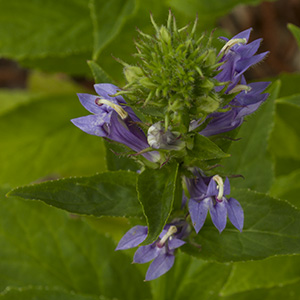 Lobelia siphilitica 