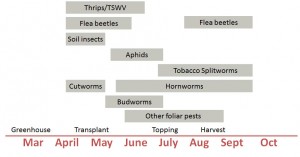 Activity periods of key tobacco insect pests relative to time of year and crop timing. Figure: Hannah Burrack