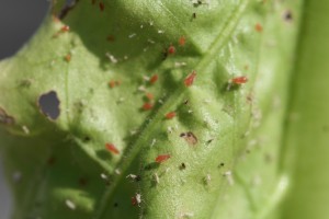Aphids are generally grouped together on the underside of a leaf. These are red aphids. Photo: Hannah Burrack