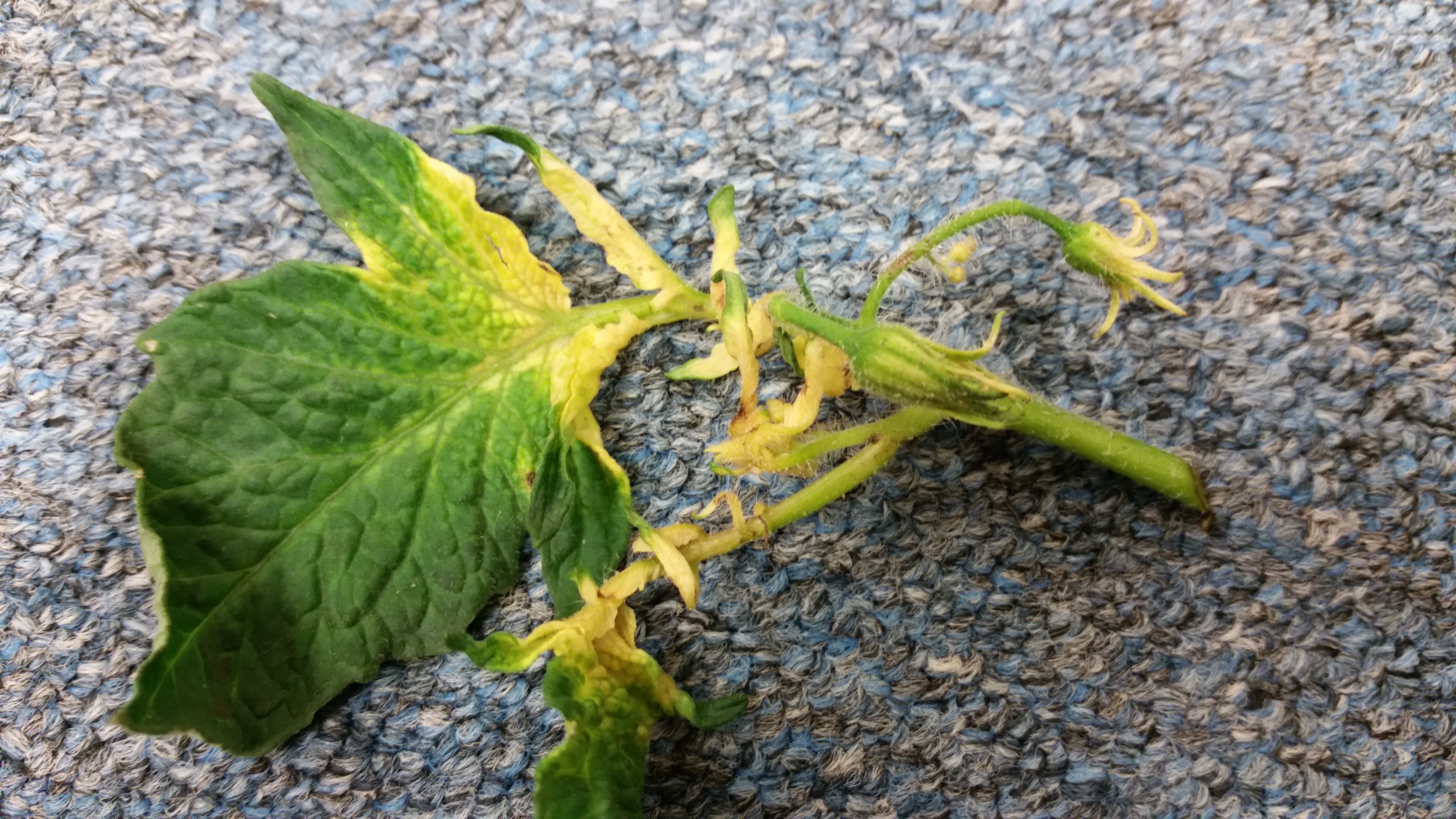 Tomatoes are very sensitive to herbicides. The photo above shows damage from an herbicide containing glyphosate. Classic symptoms of this type of damage include bleaching of the leaf near the stem end.