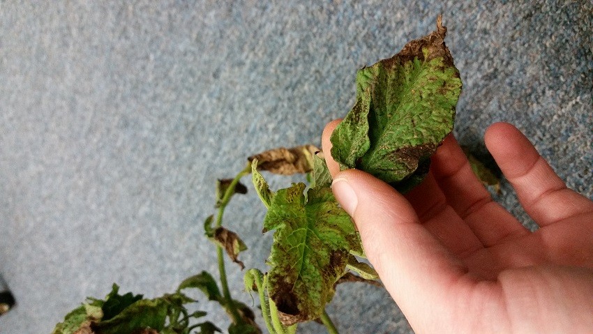 Be on the Lookout for Tomato Virus | North Carolina ...