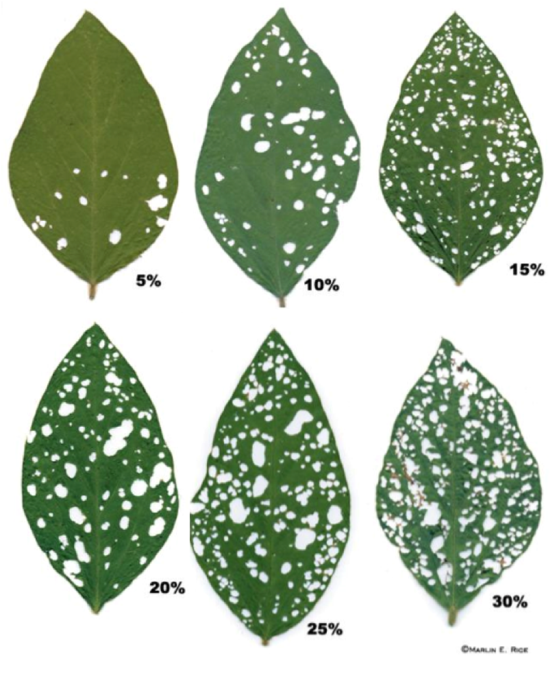 Image of soybean loopers