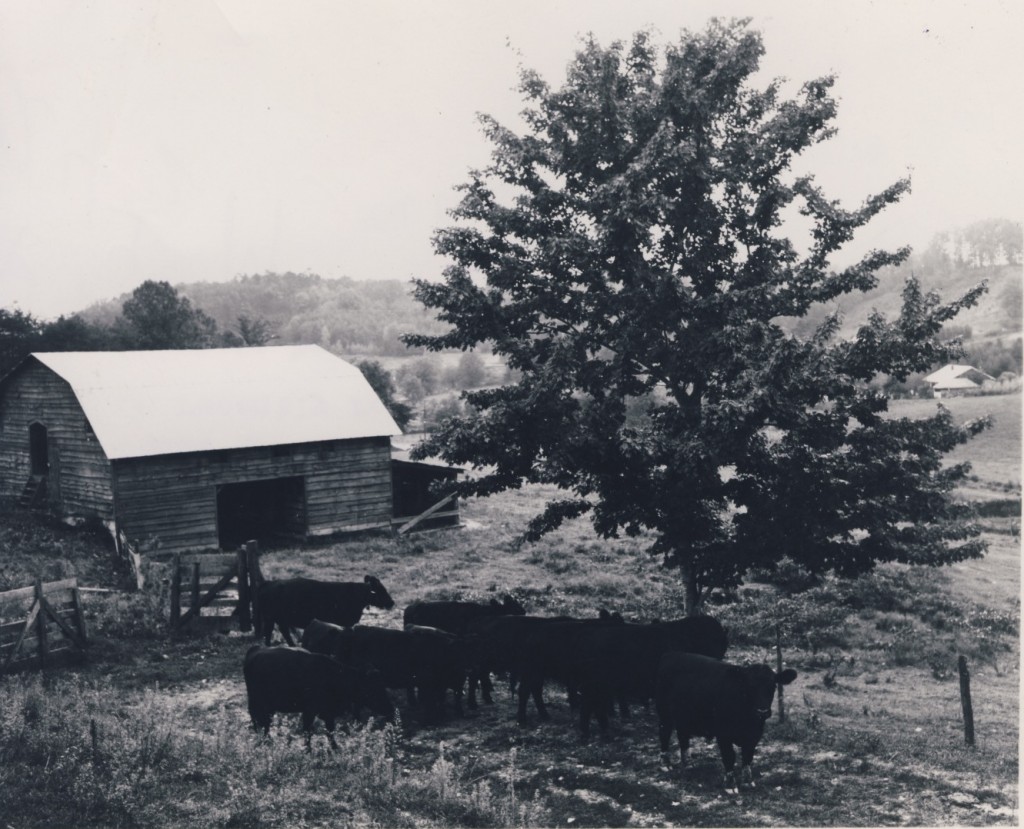 Shows herd of purebred black angus cows on recently renovated pasture. October 19, 1961. (Swain County Soil & Water picture)