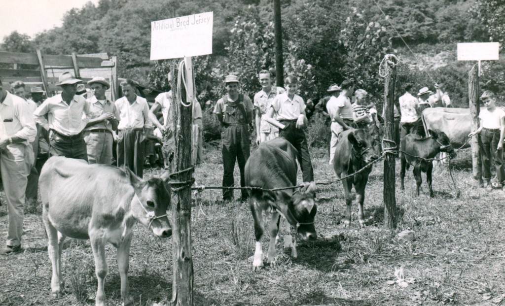 cattle judging-2