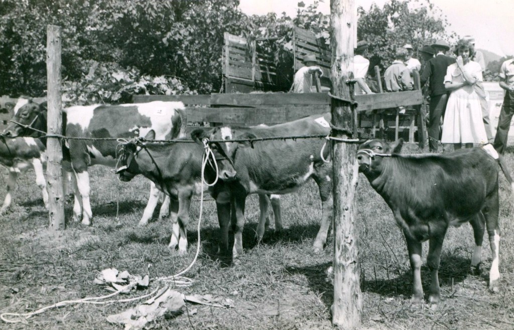 cattle judging-3