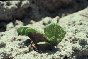 Tobacco flea beetle damage on recently transplanted tobacco plant. Photo via Sterling Southern.