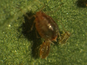 Green peach aphid nymphs next to a mature female aphid