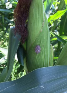 Stink bugs feed on developing tissue. Once the kernels have pollinated, they will feed through the husk while the kernels are filling.