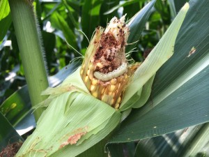 Corn earworm feeding in a hybrid rated as good to very good for corn earworm control. Sometimes under heavy pressure, we can find ears with extensive injury.