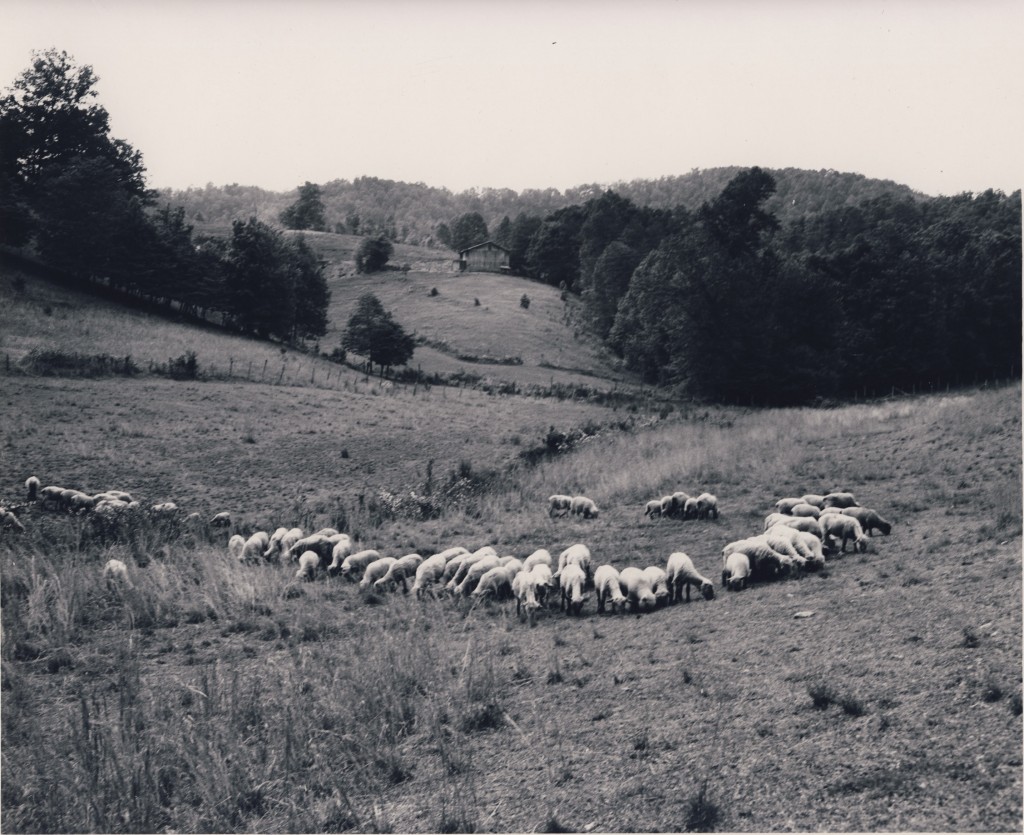 Galbraith Creek Road. Sheep grazing on fescue. May, 25, 1960 (Swain County Soil & Water picture)