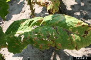 Splitworms cause brown, or yellow tears in the leaves. Photo: Hannah Burrack, North Carolina State University