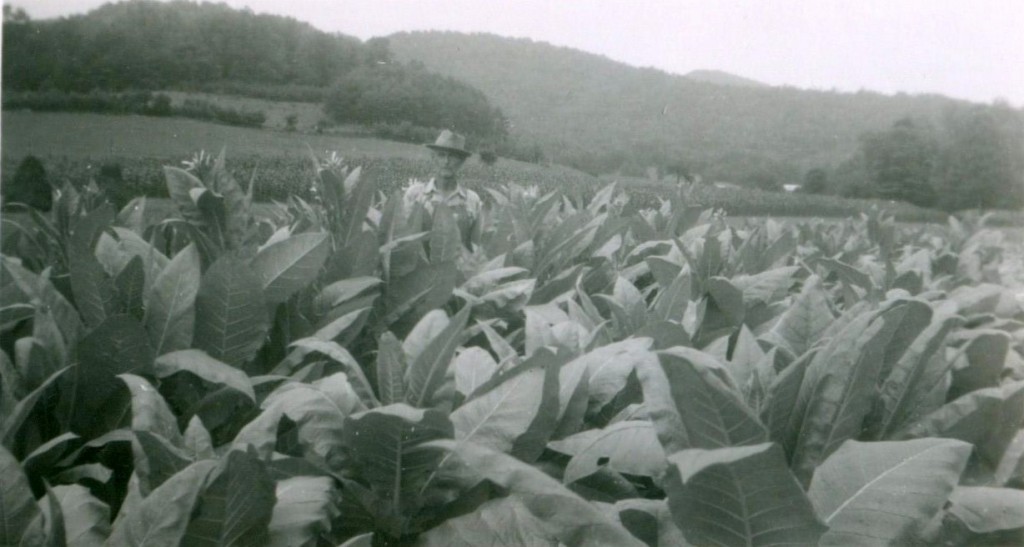Swain County tobacco grower.