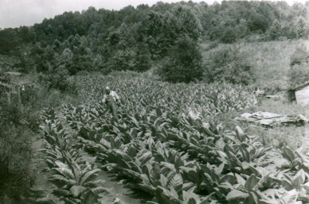 Swain County tobacco grower.