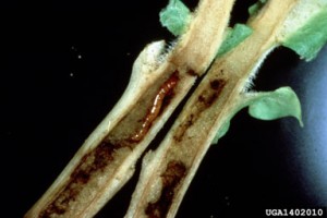 Wireworms tunneling through the stem of a small tobacco plant. Photo: R.J. Reynolds Tobacco Company Slide Set, R.J. Reynolds Tobacco Company