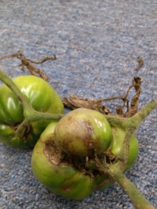 Tomato fruit infected with late blight develop brown to black lesions and rots quickly after harvest. White mold may be seen in the advanced stages of the disease. Leaves of plants infected with late blight develop similar spots and die seemingly overnight. The disease affects plants in the tomato family, including potato.