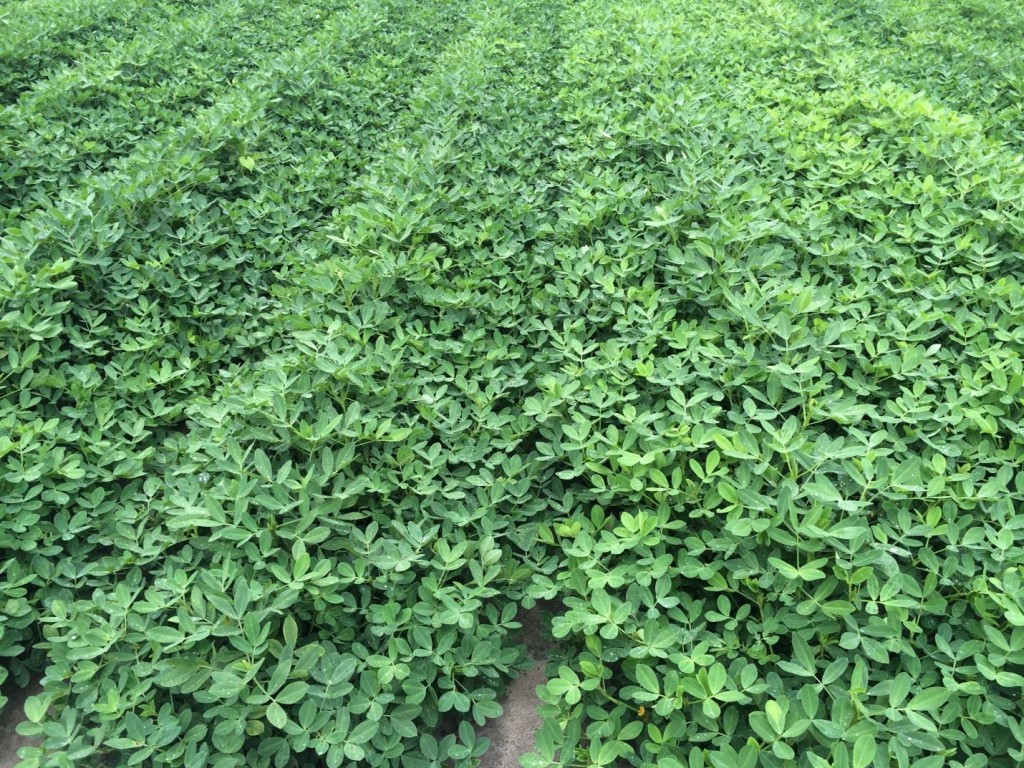peanut canopy showing treated and untreated rows