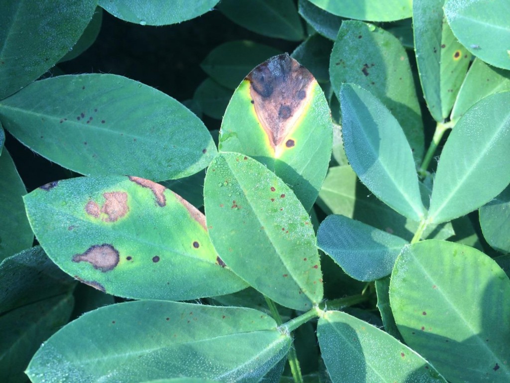 peanut leaves with leaf scorch