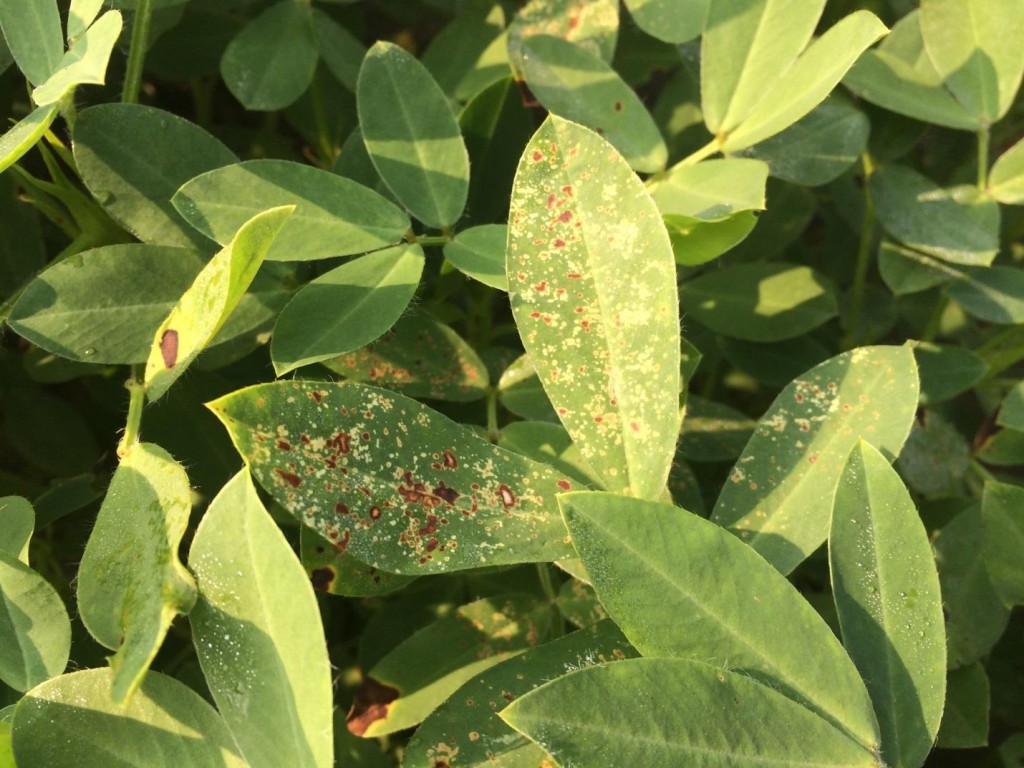 peanut leaves with possible herbicide burn and leaf scorch