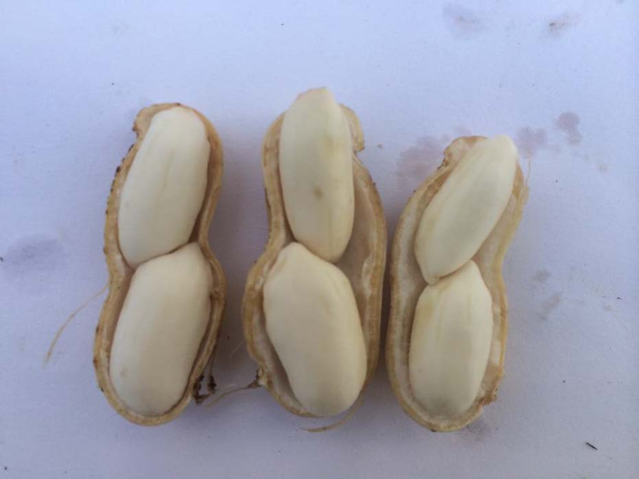 mature peanut kernals