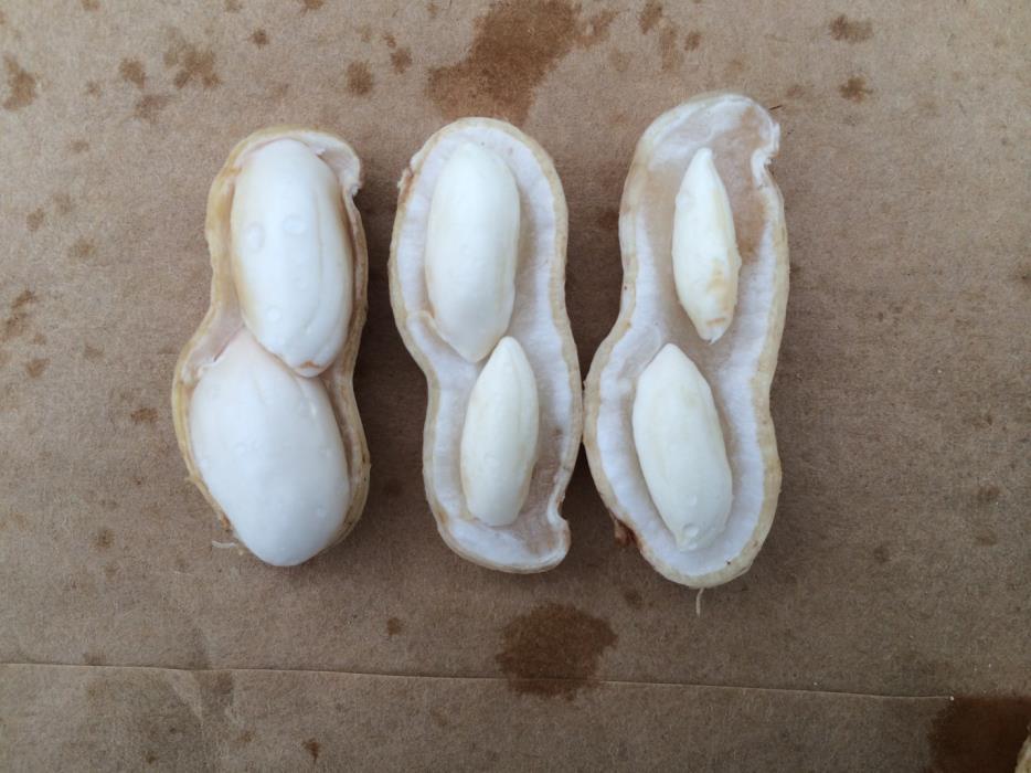 mature peanut kernals
