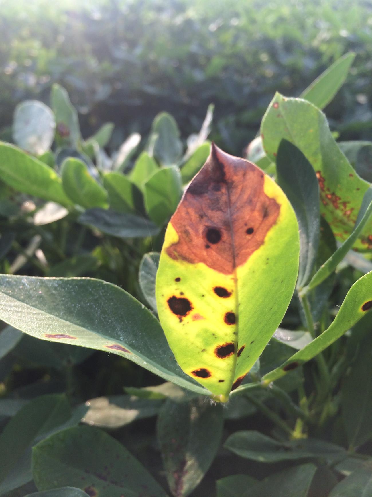 Peculiar Spots in Peanuts and Possible Survey NC State Extension