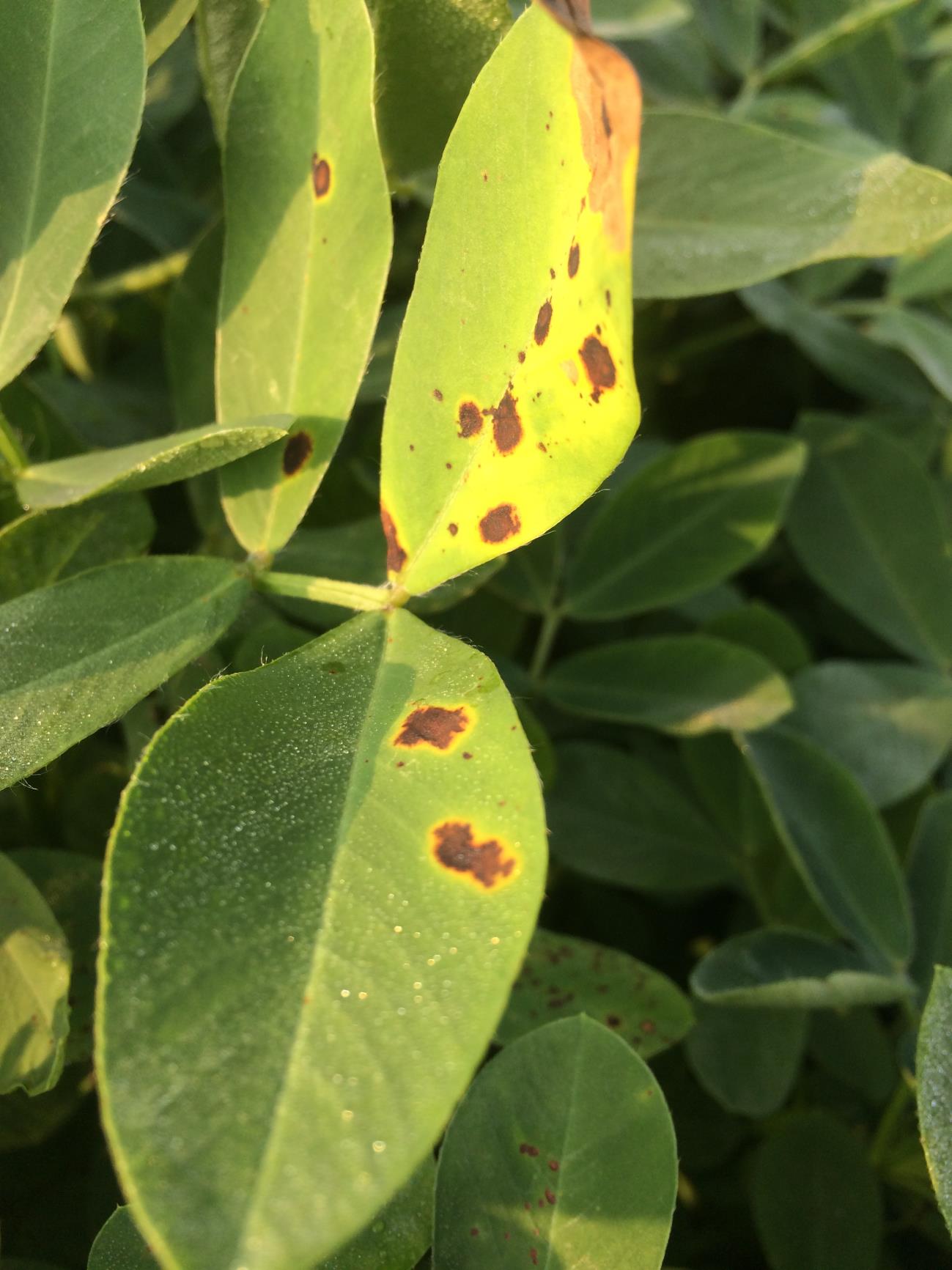 Peculiar Spots in Peanuts and Possible Survey NC State Extension