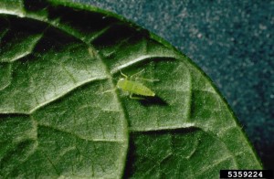 Potato leafhopper adult. Photo by Frank Peairs, Colorado State University, Bugwood.org 