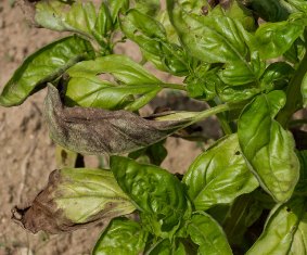 Basil plant infected with downy mildew