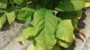Tobacco plant almost ready for harvest at our research station in Rocky Mount. Photo: Cameron McLamb