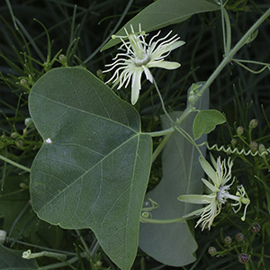 Passiflora lutea