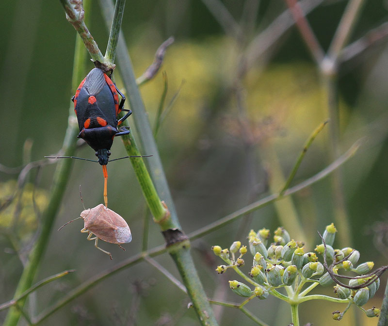 Florida predatory stink bug feeding on brown stink bug on bronze fennel